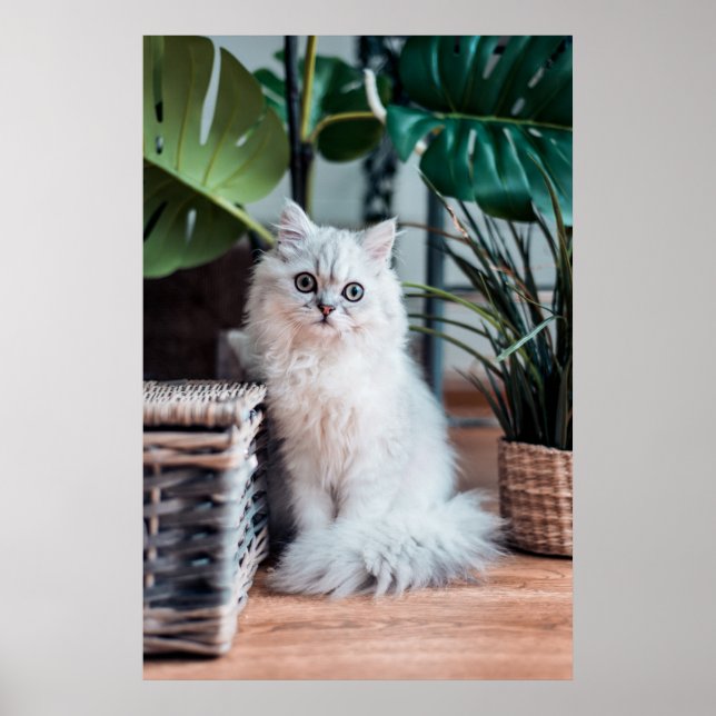 Young White Persian Cat Sitting With Plants Poster (Front)