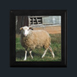 Young White Sheep on the Farm Gift Box<br><div class="desc">Young White Sheep on the Farm. Photo by Sandy Closs "sheep lover", sheep,  lamb,  ram,  "farm animals""farm animal""baby shower""christmas""easter""christian"baby"s room"</div>