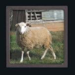 Young White Sheep on the Farm Keepsake Box<br><div class="desc">Young White Sheep on the Farm. Photo by Sandy Closs "sheep lover", sheep,  lamb,  ram,  "farm animals""farm animal""baby shower""christmas""easter""christian"baby"s room"</div>