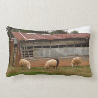 Young White Sheep on the Farm Photo by Sandy Closs