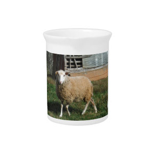 Young White Sheep on the Farm Pitcher
