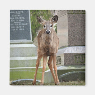 Young White tailed Deer in the cemetery Magnet