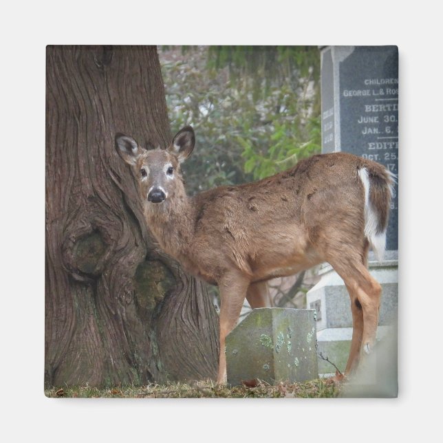 Young White tailed Deer in the cemetery Magnet (Front)