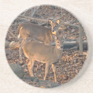 Young Whitetail Deer Series Coaster