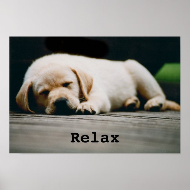 Young Yellow Labrador Puppy Sleeps Soundly Poster (Front)