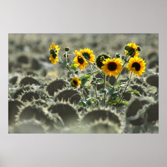 Young Yellow Sunflowers Poster (Front)
