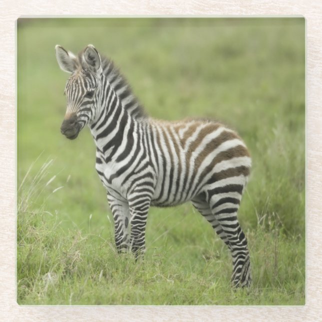 Young Zebra In The Serengeti Plain Glass Coaster (Front)