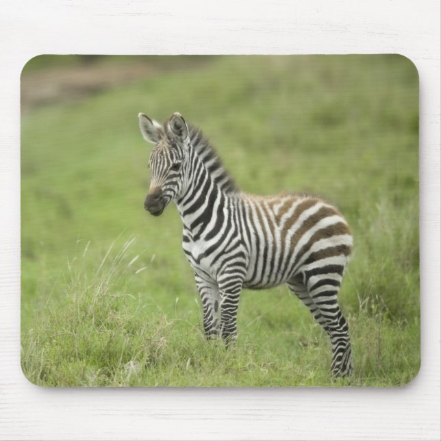 Young Zebra In The Serengeti Plain Mouse Pad (Front)