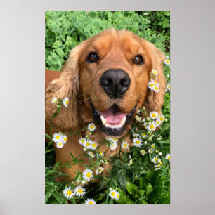 Your Dog Image Here Poster