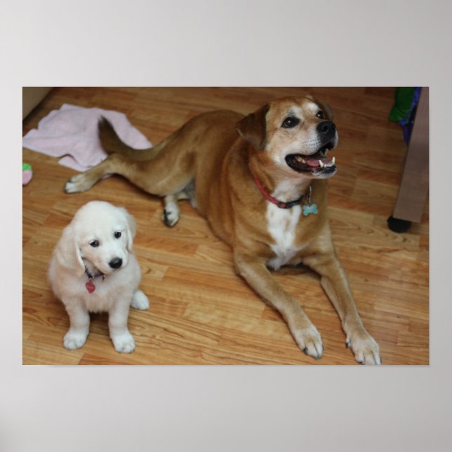 Your furr babies on paper poster (Front)