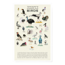 Your Guide to Doofy Birds 11x17 Poster