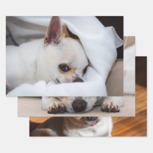 Your pet dog puppy custom 3 photo chihuahua wrapping paper sheet