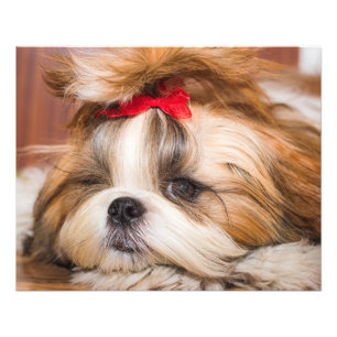 Your pet dog puppy custom photo