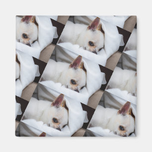 Your pet dog puppy custom photo chihuahua pattern magnet