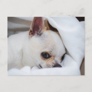 Your pet dog puppy custom photo chihuahua postcard