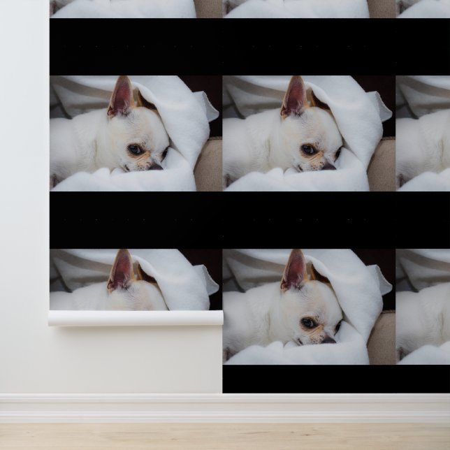 Your pet dog puppy custom photo chihuahua wallpaper (Application)