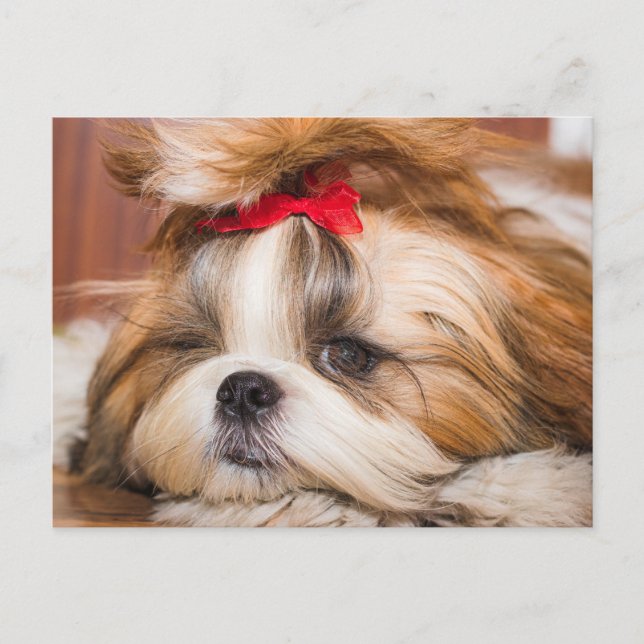 Your pet dog puppy custom photo postcard (Front)