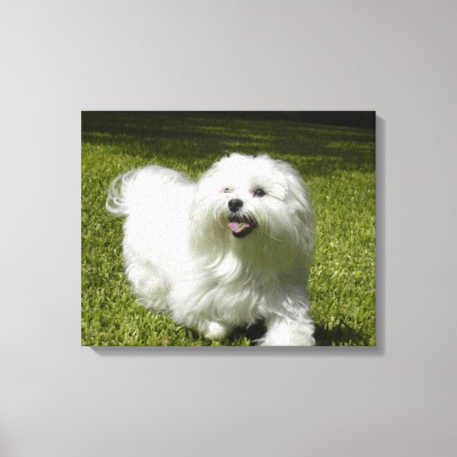 Your Pet on a Stretched Canvas Print (Front)