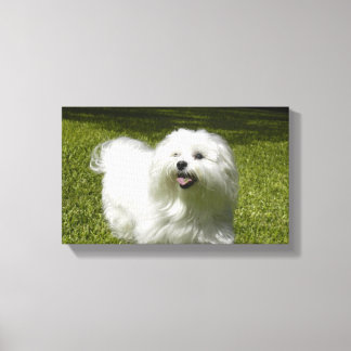 Your Pet on a Stretched Canvas Print