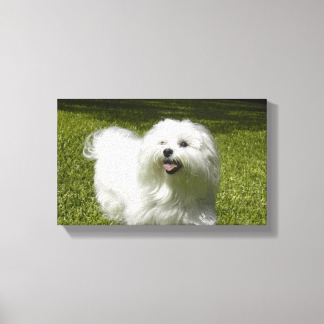Your Pet on a Stretched Canvas Print (Front)