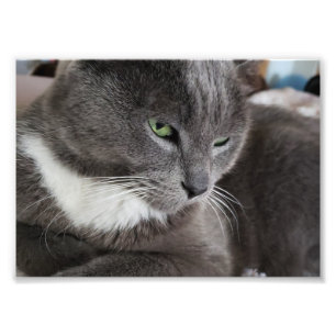 Your pet Photo Enlargement Print