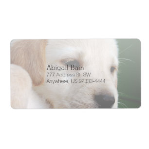 Your Square Image Replaces Yellow Lab Puppy