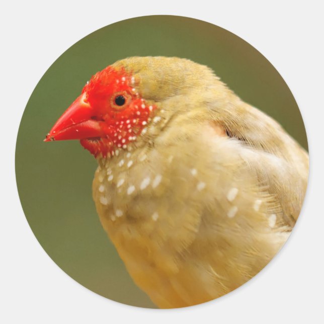 You're a Star! Finch Classic Round Sticker (Front)