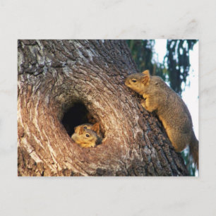 You're Invited_ Postcard_by Elenne Invitation Postcard