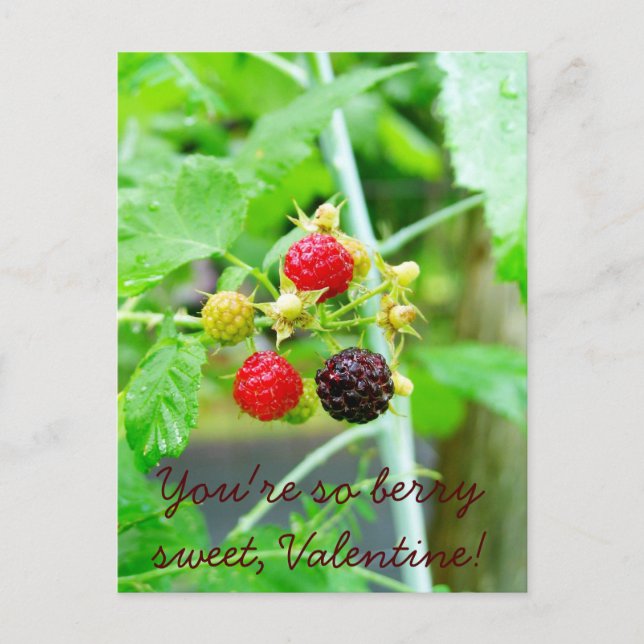 You're So Berry Sweet Raspberry Valentine Holiday Postcard (Front)
