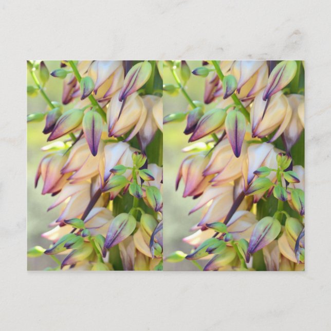 yucca flowers postcard (Front)
