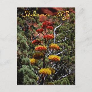 Yucca Flowers Postcard