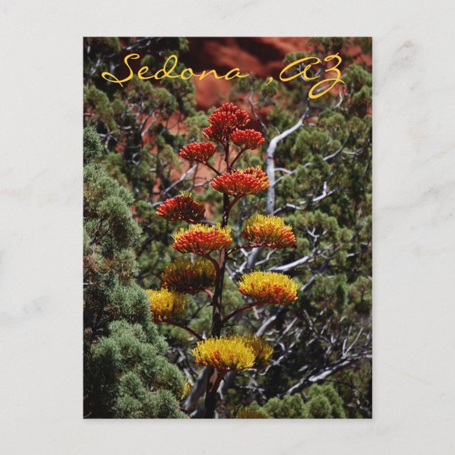 Yucca Flowers Postcard (Front)