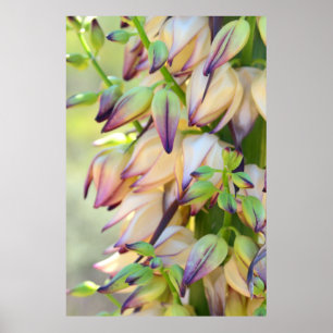 yucca flowers poster