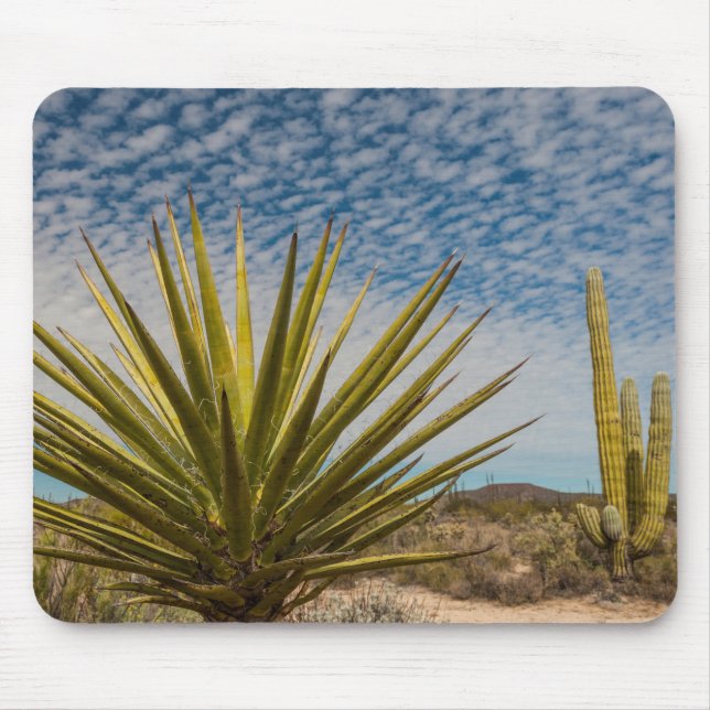Yucca In The Desert, Mexico Mouse Pad (Front)