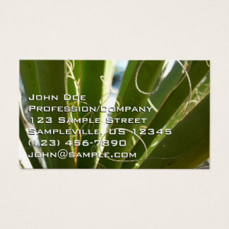 Yucca Leaves Green Nature Photography