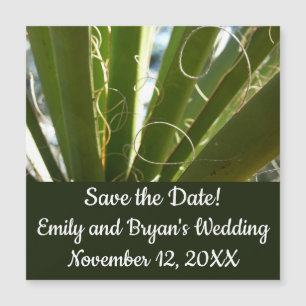 Yucca Leaves Green Nature Photography