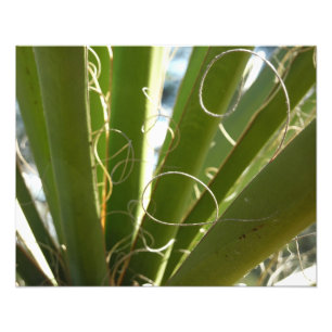 Yucca Leaves Green Nature Photography Photo Print