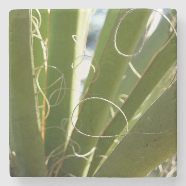 Yucca Leaves Green Nature Photography Stone Coaster (Front)
