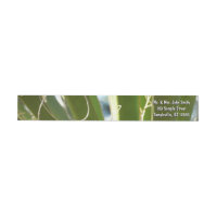 Yucca Leaves Green Nature Photography