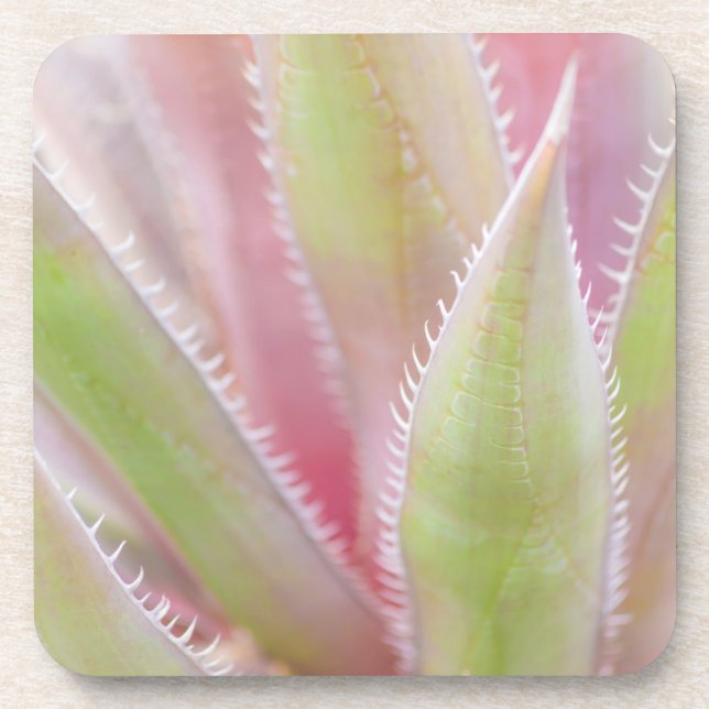 Yucca plant close-up coaster (Front)