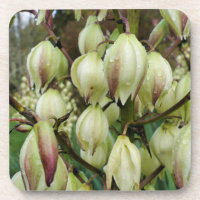 Yucca Plant