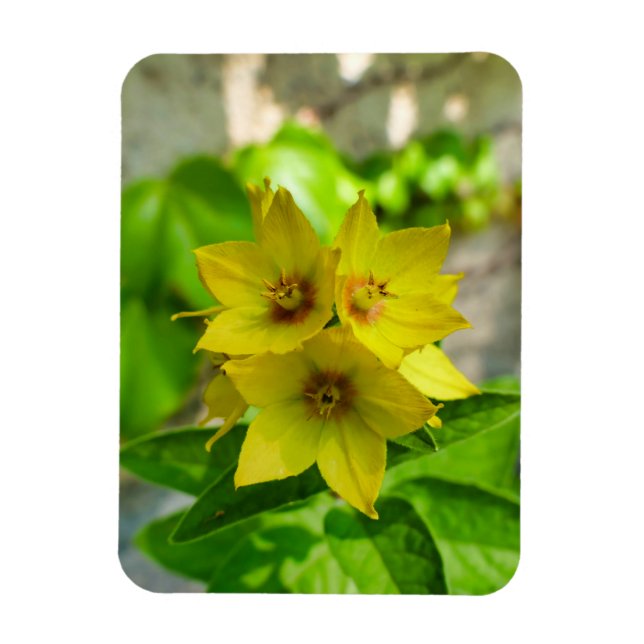 Yucca Plant  Magnet (Vertical)