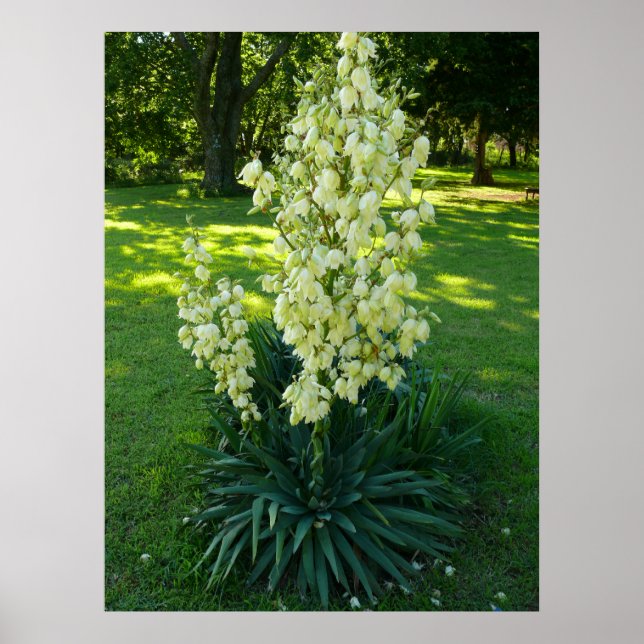 Yucca Plant Poster (Front)
