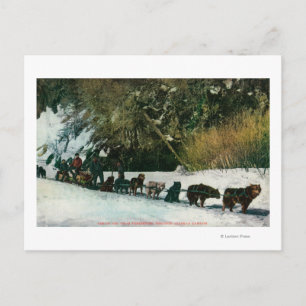Yukon Dog Team Freighting Through Alaska Canyon Postcard