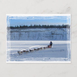 Yukon Quest Team Postcard