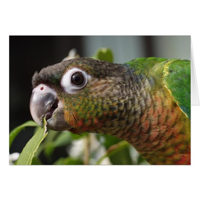 yum (Front Horizontal)