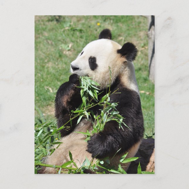 Yum Bamboo! Panda Postcard (Front)