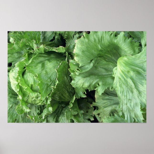 Yummy Iceberg lettuce Poster (Front)