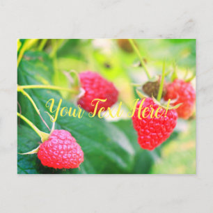 Yummy Red Green Strawberries Postcard Card