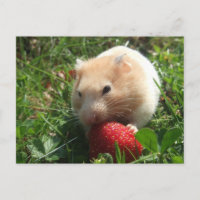 Yummy Strawberry Hammie